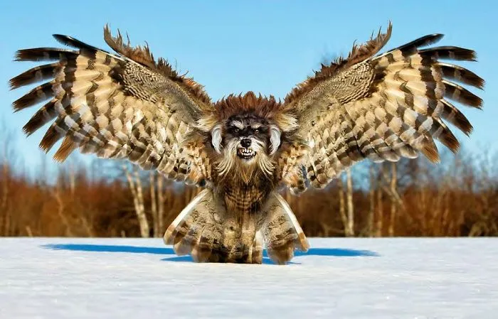 The Ferocious Schnowlzer