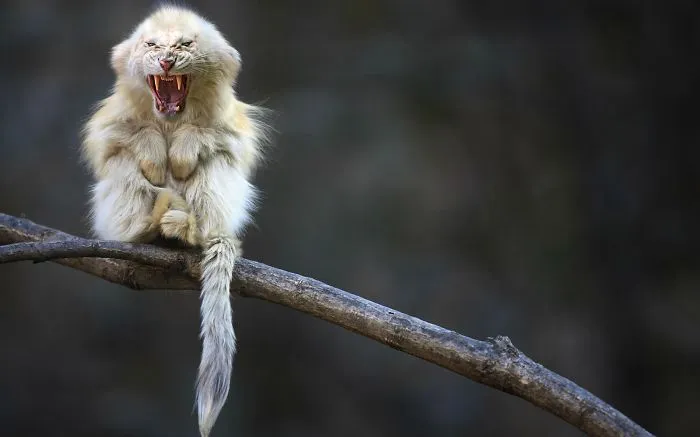 White Tiger Monkey