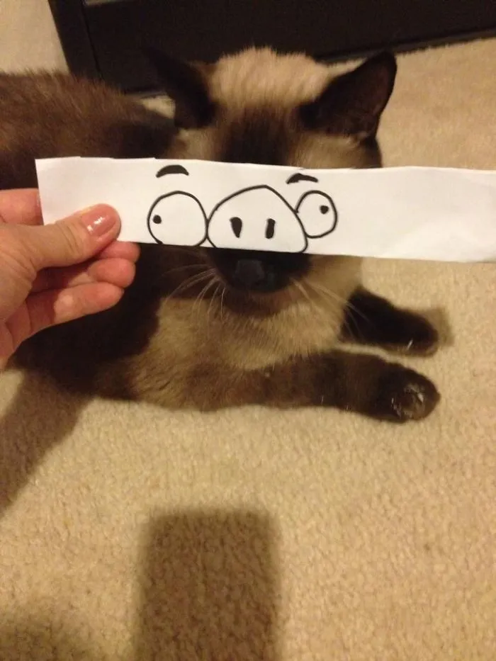 Cat Owners In Japan Are Giving Their Cats Funny Anime Eyes
