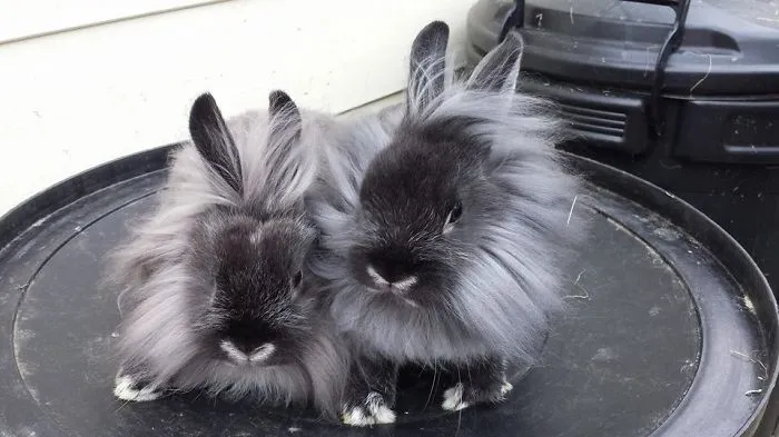 Our New Babies X