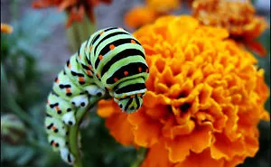 Caterpillar Butterfly Papilio Machaon
