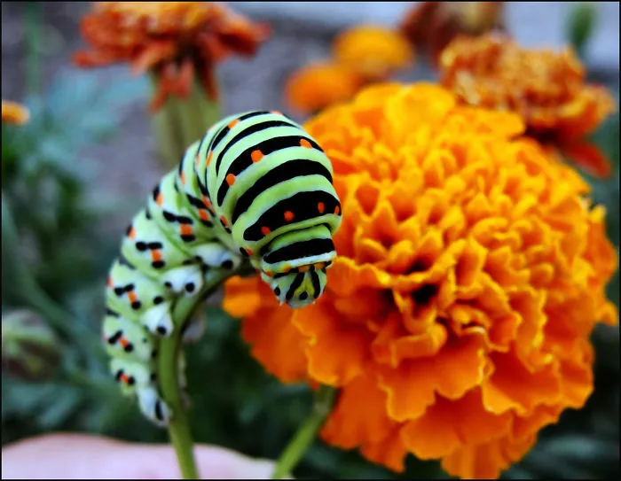 Caterpillar Butterfly Papilio Machaon