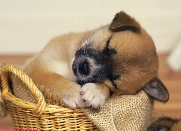 70 Cups Full Of Cuteness