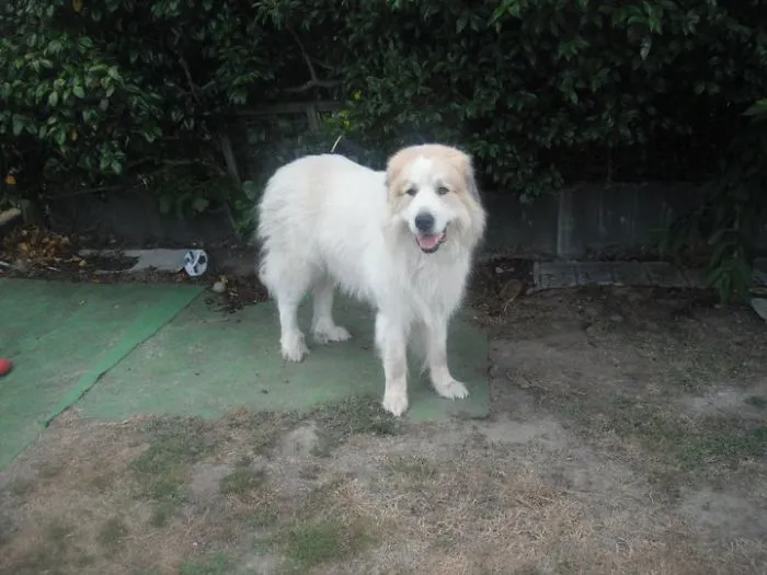 Pyrenees  Mountain Dog In Featherston, New Zealand.