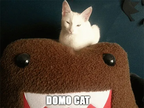 Moo Moo The Domo Cat