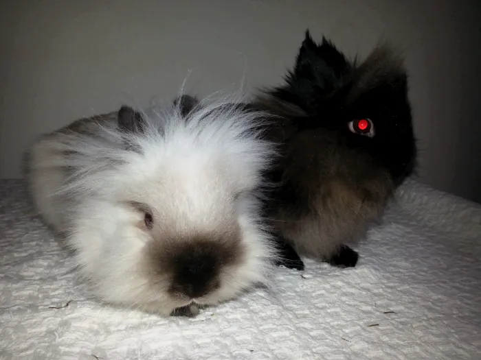 Lionhead Rabbits- Charlie &amp; Lucy