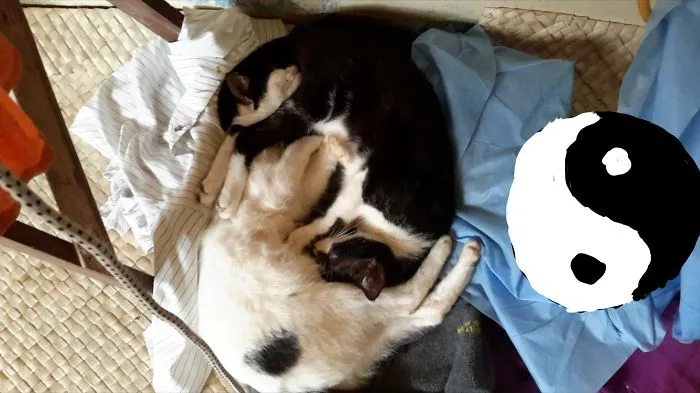 Yingyang