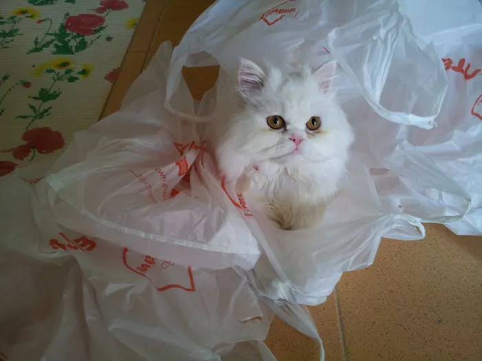 Kiko, The Undercover Persian