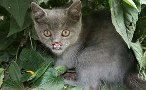 114 Of The Most Famous Cats On The Internet
