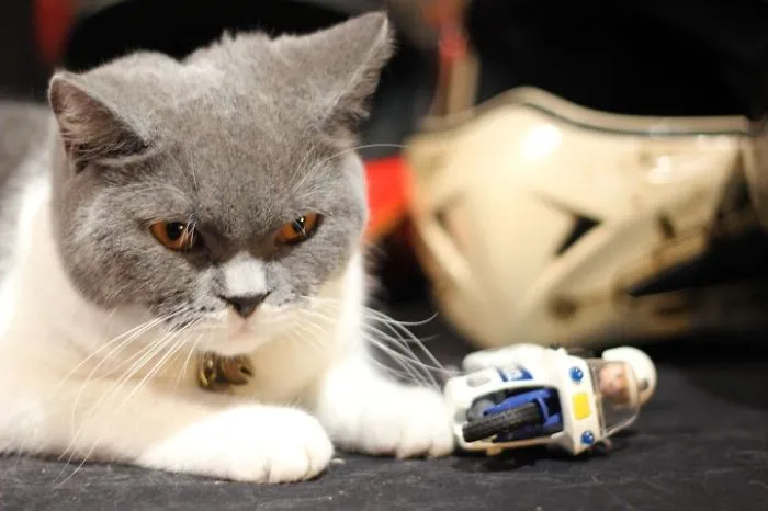 Batman Cat