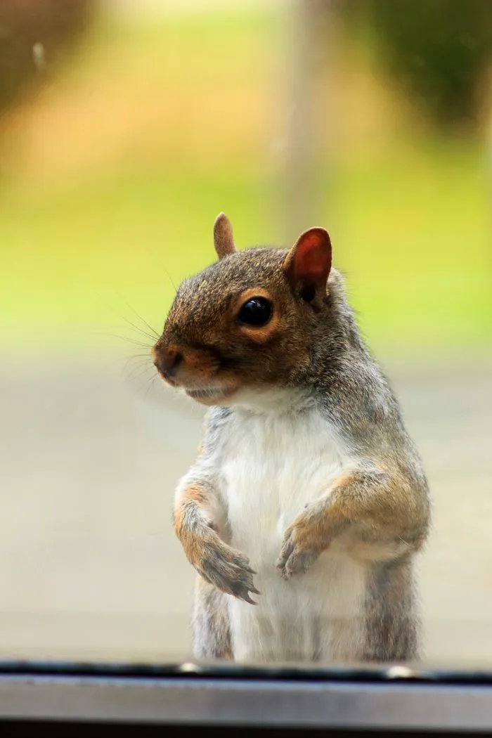 Hey Buddy, You're Out Of Peanuts