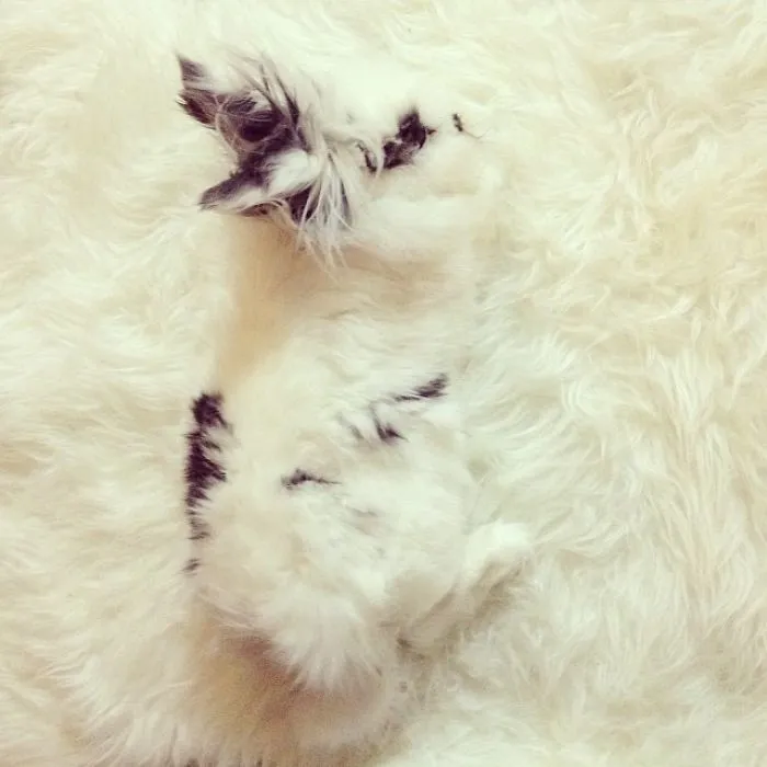 75 Pets That Are Masters Of Camouflage