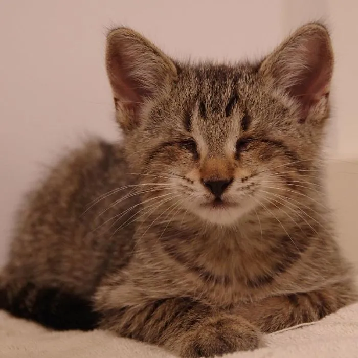 Oskar The Blind Cat