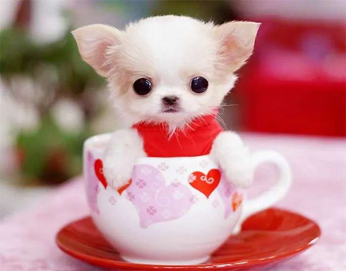 Christmas Spirit In A Cup