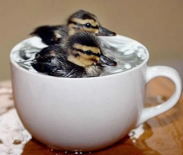 70 Cups Full Of Cuteness