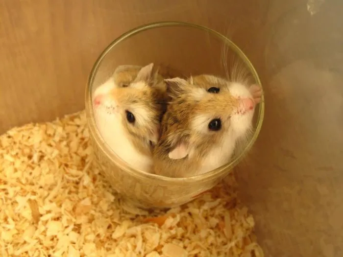 70 Cups Full Of Cuteness