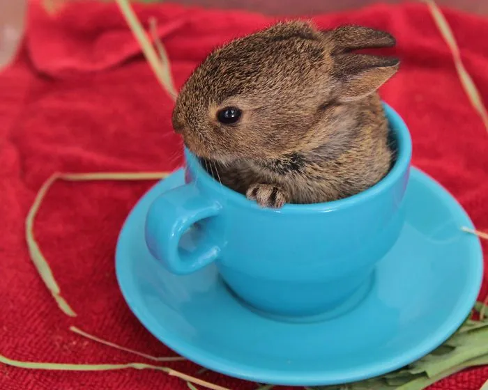 70 Cups Full Of Cuteness