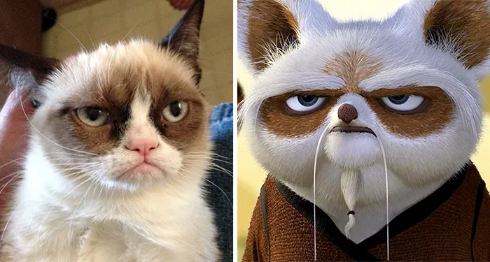 Grumpy Cat Looks Like Master Shifu