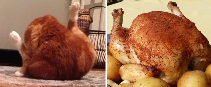 This Cat Looks Like Chicken