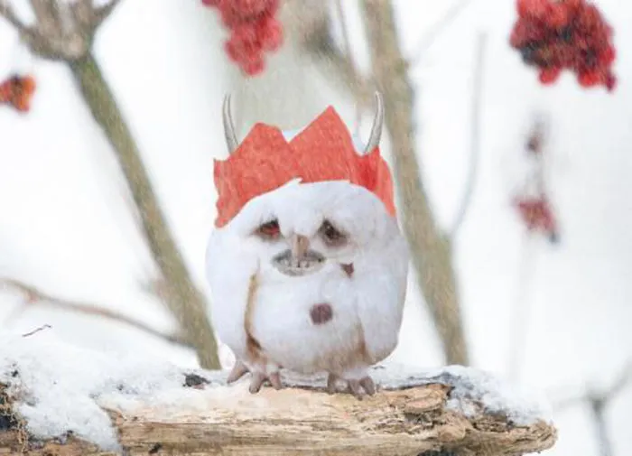 Goatowl