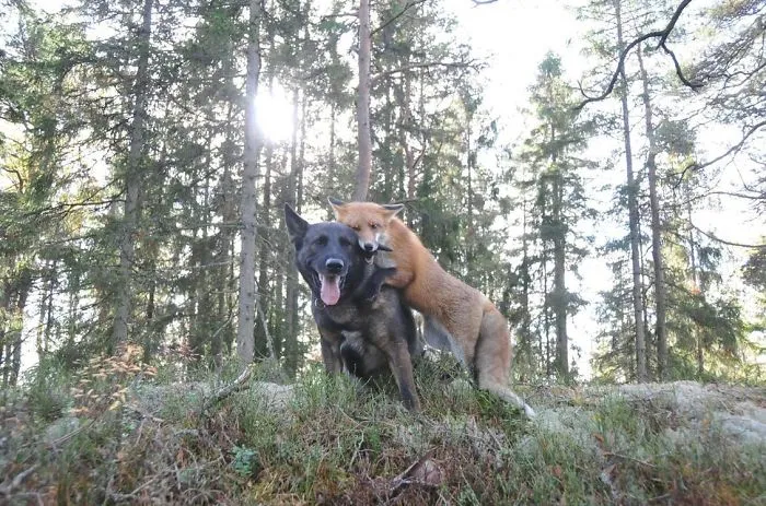 Tinni The Dog And Sniffer The Wild Fox