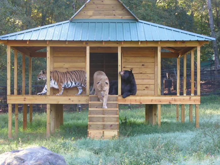 Shere Khan, Baloo And Leo