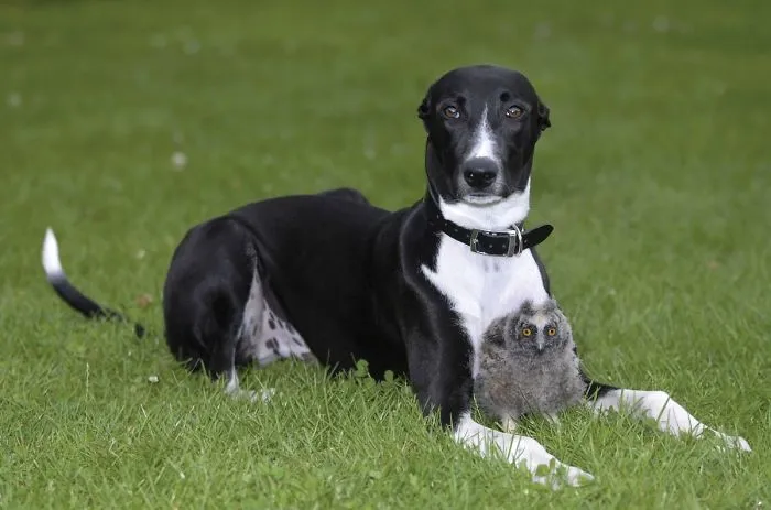 Torque The Dog And Shrek The Owl