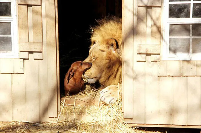Milo The Dog And Bonedigger The Lion