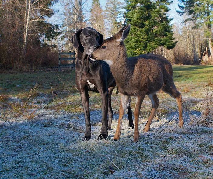 Dog And Fawn