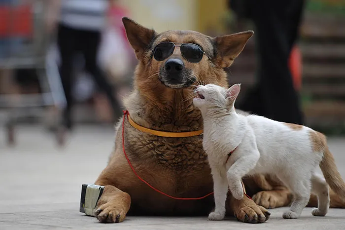 Cat And Dog