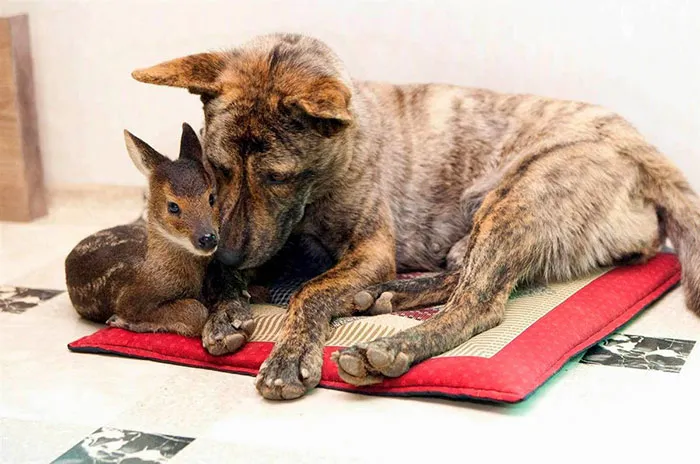 Dog And Young Elk
