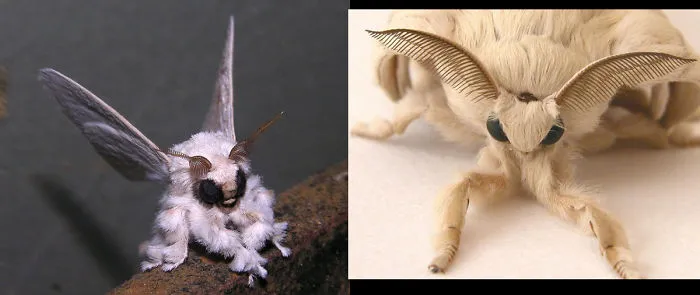 Venezuelan Poodle Moth
