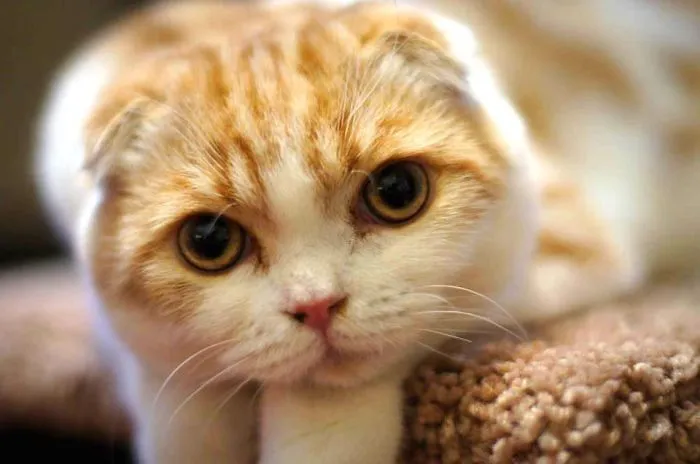 Waffles The Cat