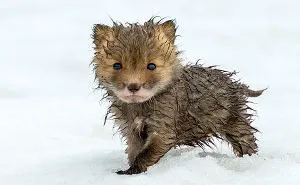 Russian Miner Spends His Breaks Taking Photos Of Foxes In The Arctic Circle