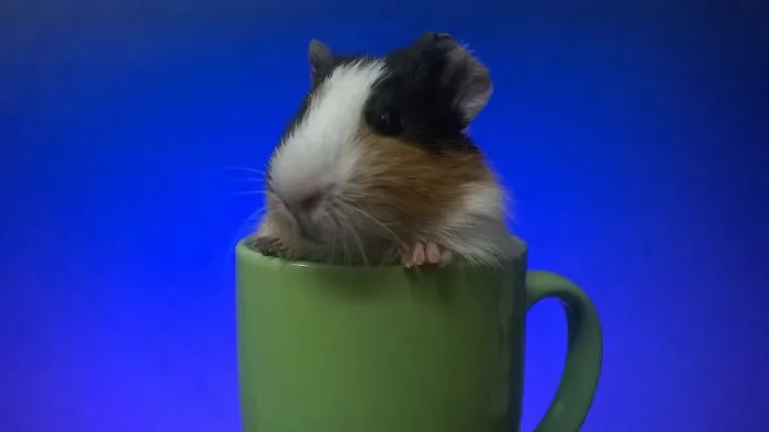 70 Cups Full Of Cuteness
