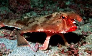 WTF, Evolution?! 10 Animals That Prove Nature Is Out Of Its Mind