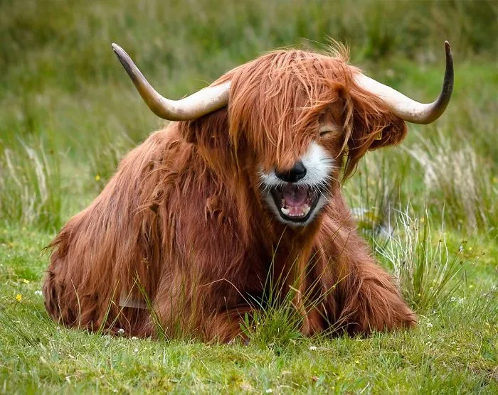 Highland Red Pandow