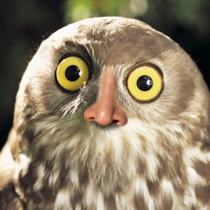 Schnowl