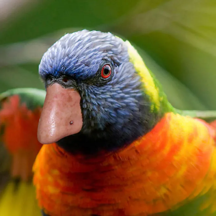 Noseykeet