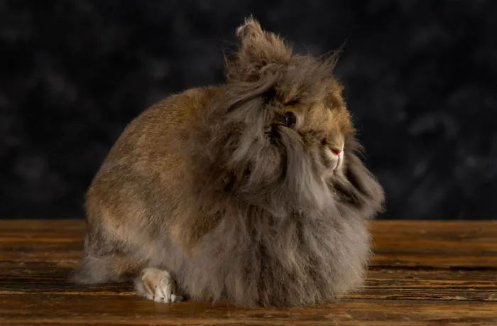 Lionhead Rabbit