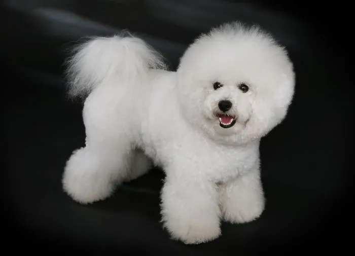 Bichon Frisé