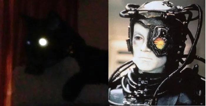 Cat Looks Like Borg - Resistance Is Futile.