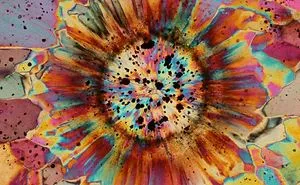 Inside A Rock! Stunning Images Of Ocean Jasper Macro To Micro