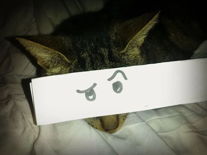 Cat Owners In Japan Are Giving Their Cats Funny Anime Eyes
