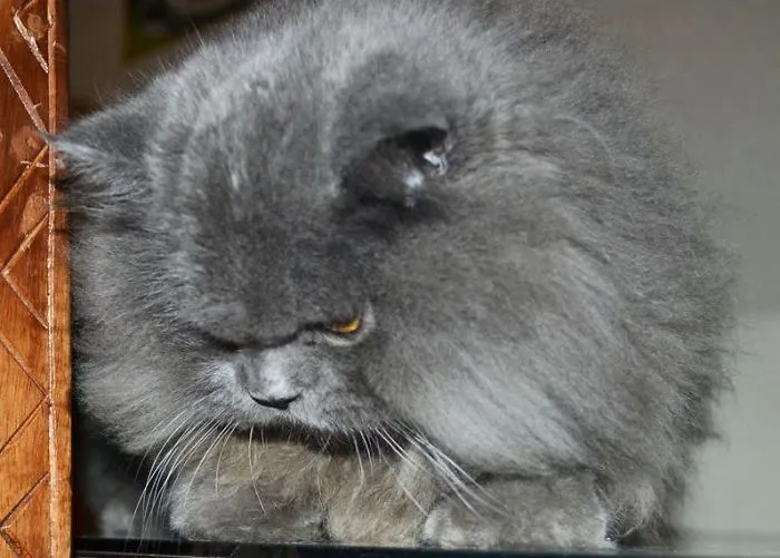 Ramadeey: Zabadani Cafe's Most-loved Persi-kitty