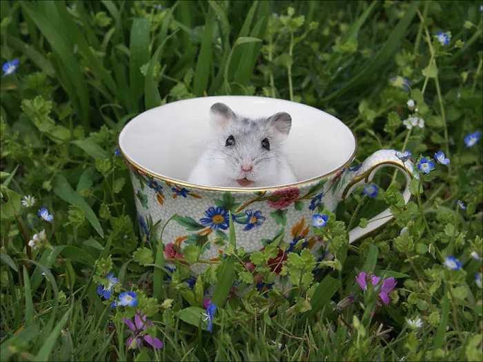 70 Cups Full Of Cuteness