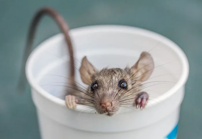 70 Cups Full Of Cuteness