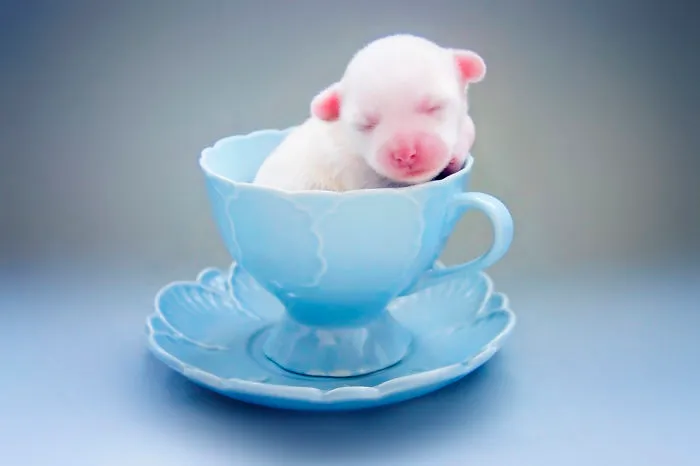 70 Cups Full Of Cuteness