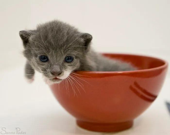 70 Cups Full Of Cuteness