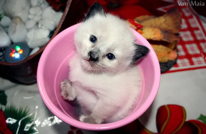 70 Cups Full Of Cuteness
